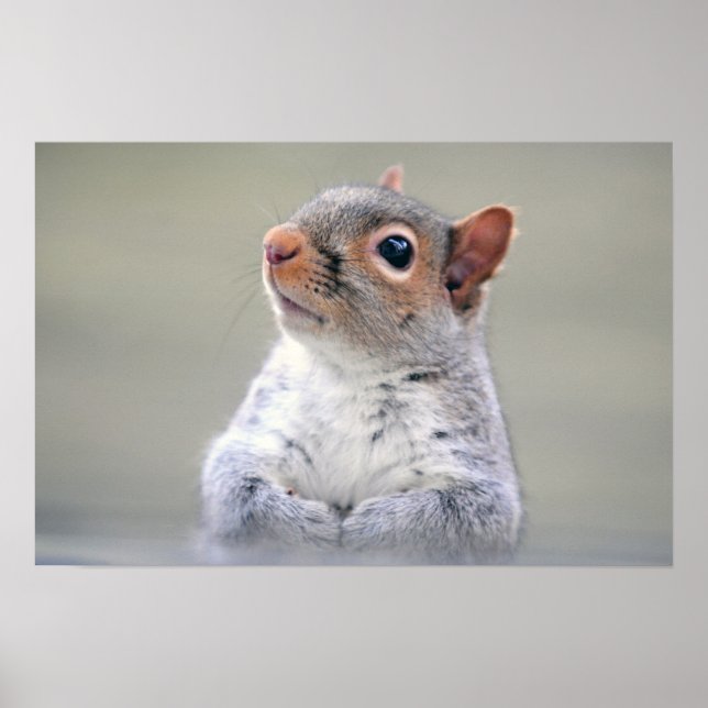 Poster Petit écureuil gris doux et souple (Devant)
