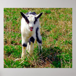 Poster Petit endroit