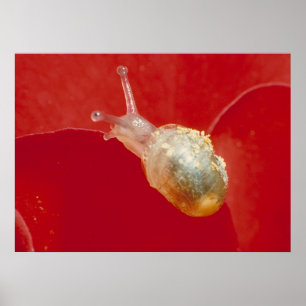 Poster Petit escargot