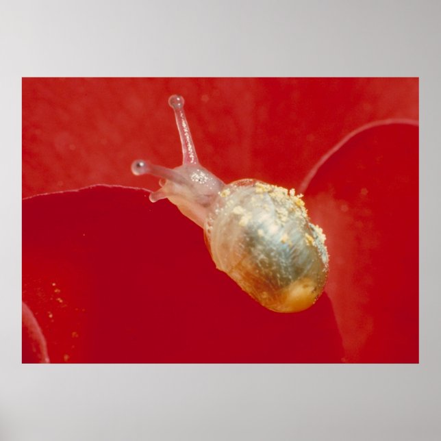Poster Petit escargot (Devant)