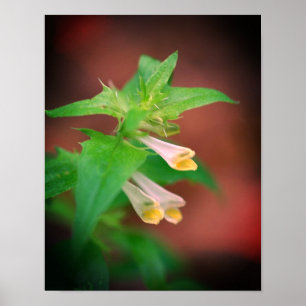 Poster Petit Fleur sauvage de bois blanc gros gros