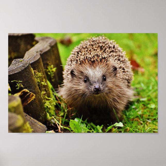 Poster Petit Hérisson mignon dans la forêt (Devant)