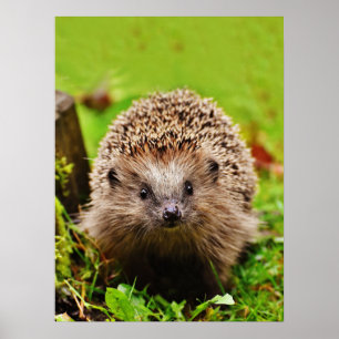 Poster Petit Hérisson mignon dans la forêt