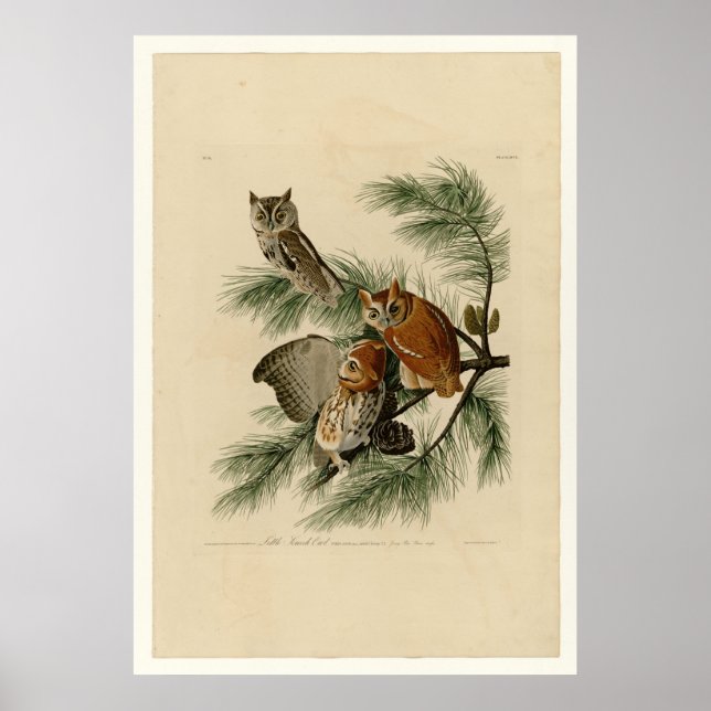 Poster Petit hibou à crâne (Devant)