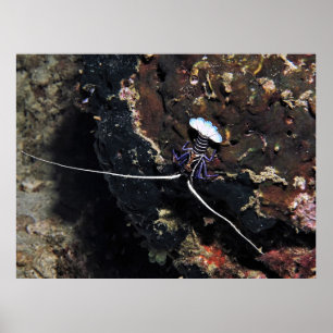 Poster Petit homard