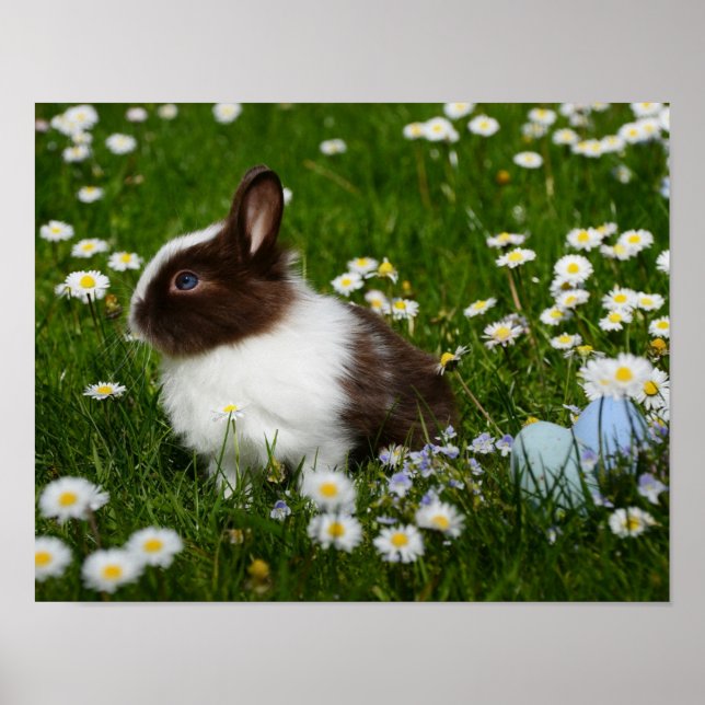 Poster Petit lapin Brown et blanc en fleurs (Devant)