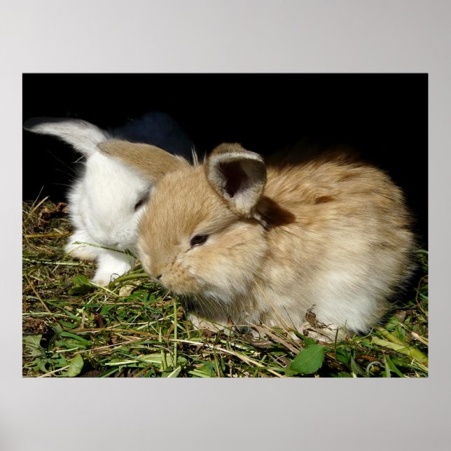Poster Petit lapin moelleux (Devant)