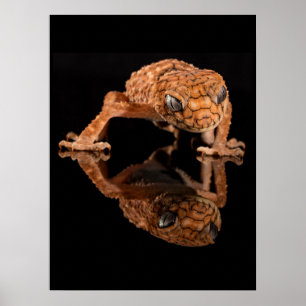 Poster Petit lizard mou Reptile avec réflexion