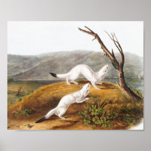 Poster Petit Nimble Weasel Putorius agilis Illustration