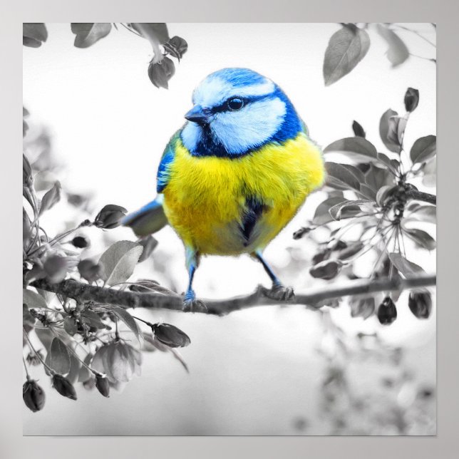 Poster Petit Oiseau noir et blanc photo (Devant)