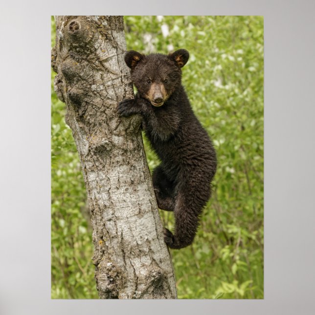 Poster Petit Ours noir dans l'arbre (Devant)
