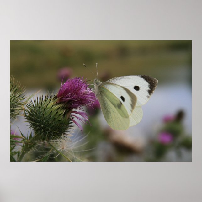 Poster Petit Papillon blanc sur chardon Spear (Devant)