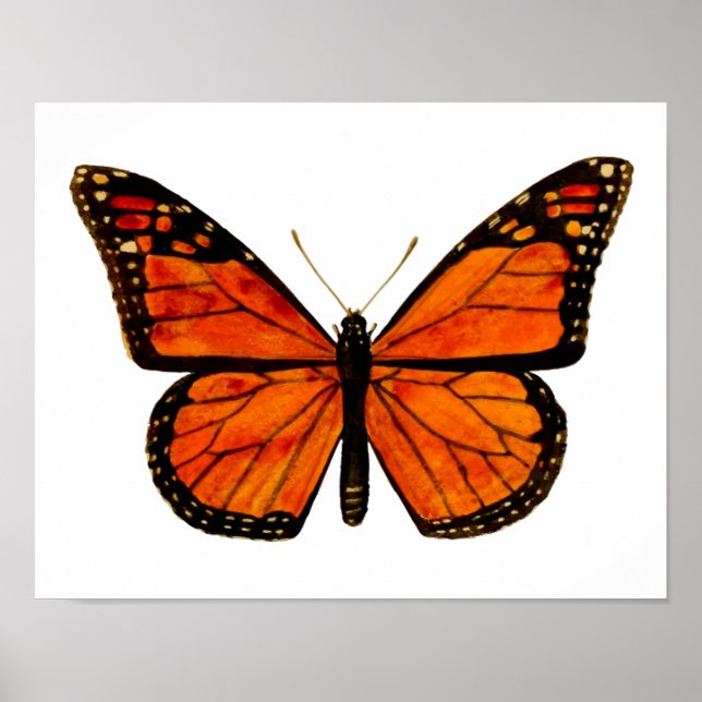 Poster Petit papillon monarque (Devant)