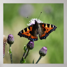 Petit papillon Tortoiseshell