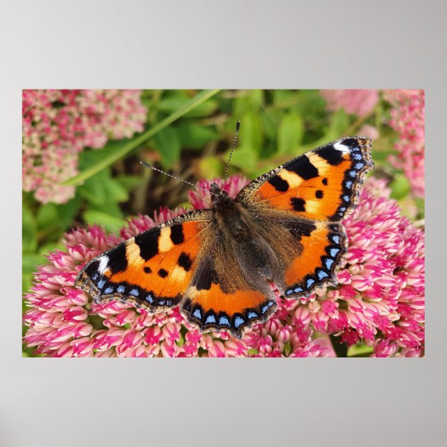 Poster Petit papillon Tortoiseshell (Devant)