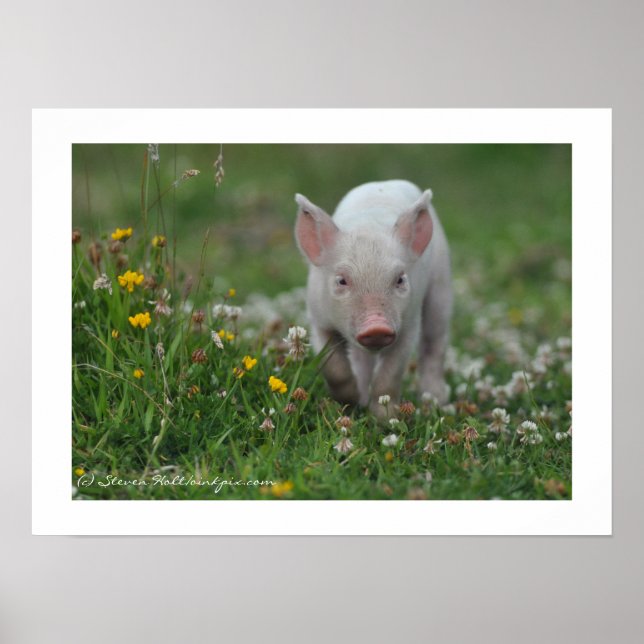 Poster Petit Piglet marchant dans les fleurs (Devant)