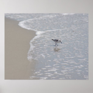 Poster Petit Piper De Sable