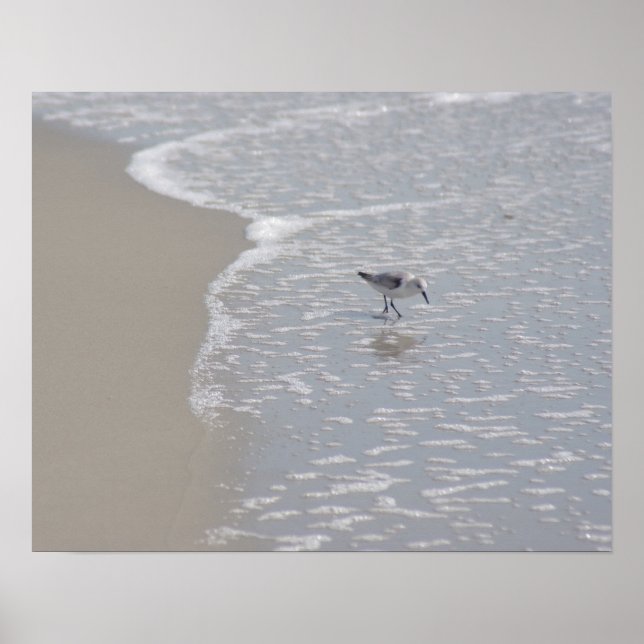 Poster Petit Piper De Sable (Devant)