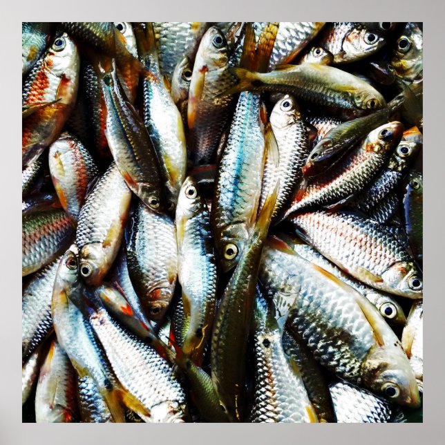 Poster Petit poisson blanc (Devant)