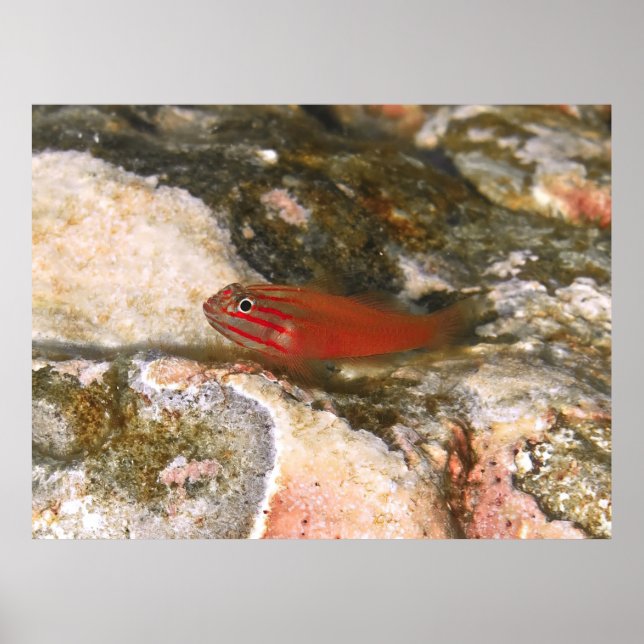 Poster Petit poisson rouge (Devant)