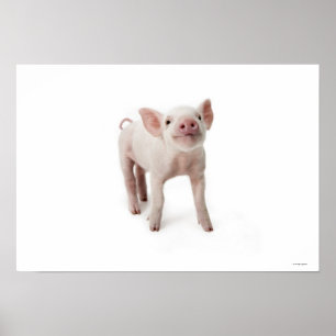 Poster Petit porcelet