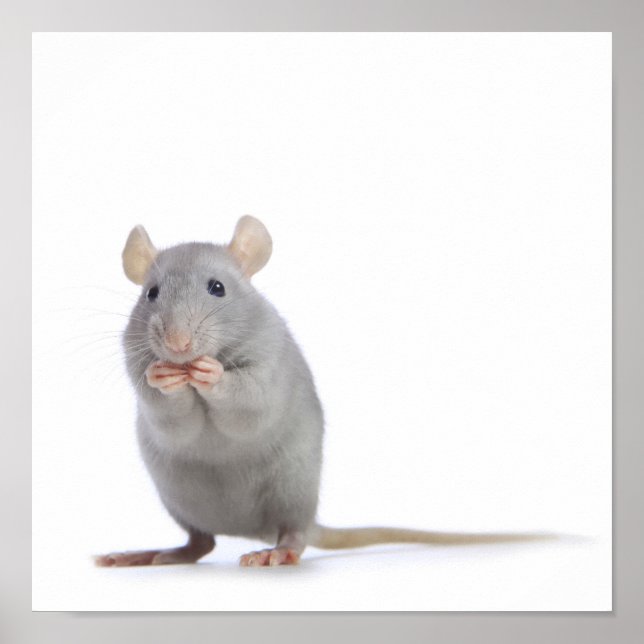 Poster Petit rat (Devant)