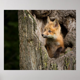 Poster Petit Renard rouge dans un arbre Hollow