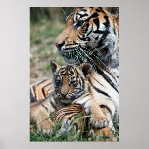 Poster Petit tigre