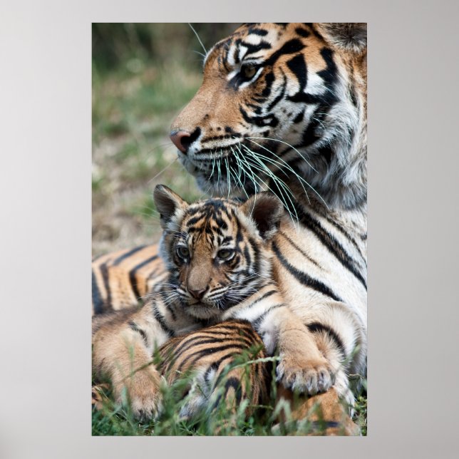 Poster Petit tigre (Devant)
