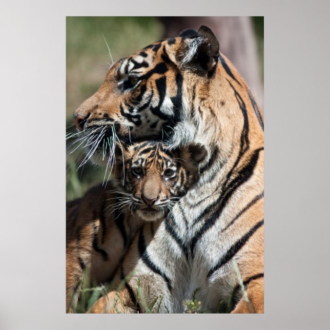 Poster Petit tigre (Devant)