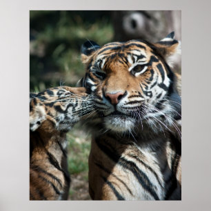 Poster Petit tigre