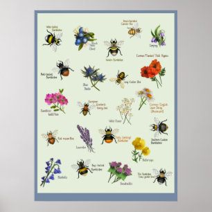 Poster PetitArt   Fleur d'abeille britannique et sauvage 