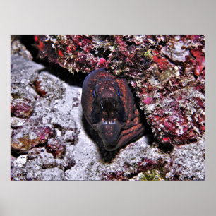 Poster Petite anguille en colère