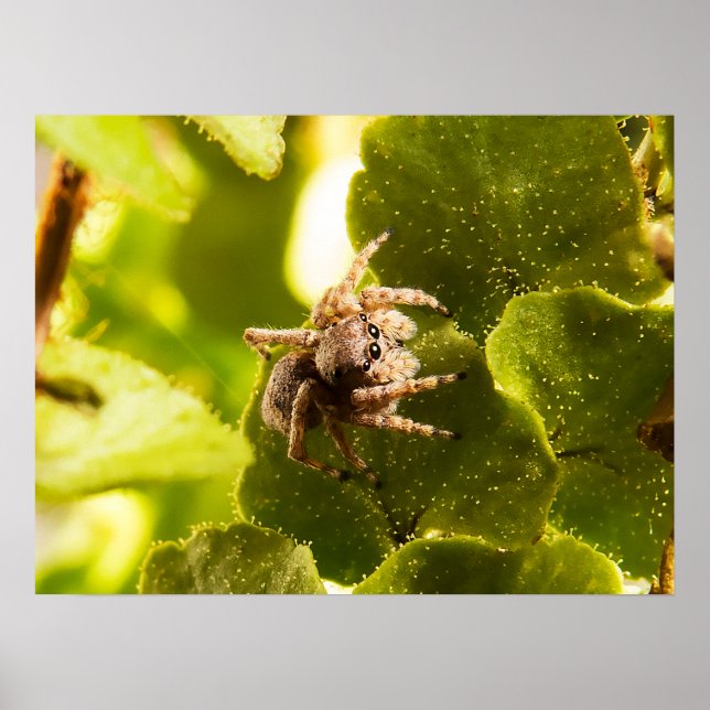 Poster Petite araignée (Devant)