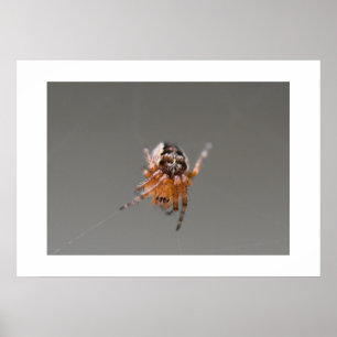 Poster Petite araignée orange mignonne