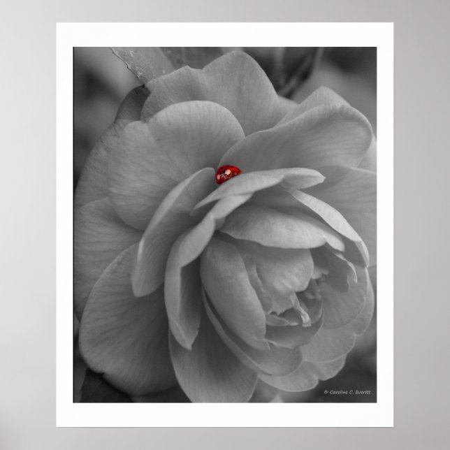 Poster Petite bourgeon sur une fleur (Devant)