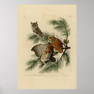 Poster Petite chouette à cris des oiseaux d'Amérique d'Au