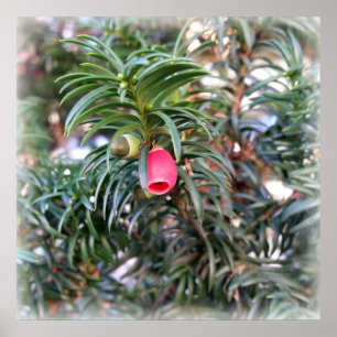 Poster petite cloche rouge