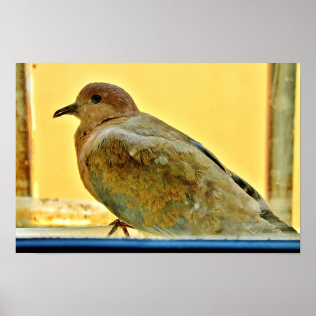 Poster Petite colombe (Devant)