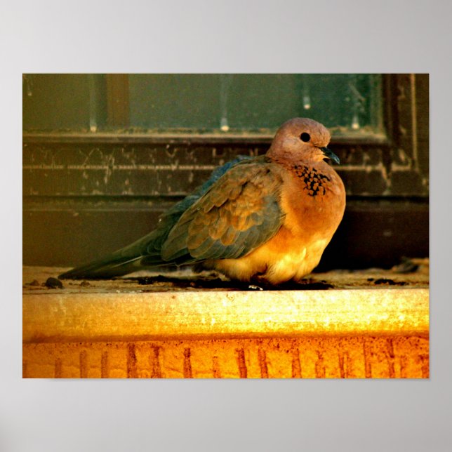 Poster Petite colombe (Devant)