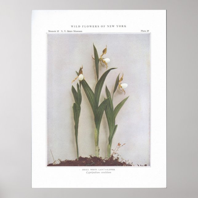 Poster Petite dame blanche - Cypripedium candidum (Devant)