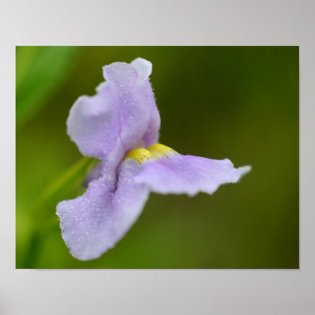 Poster Petite fleur d'orchidée violette (Devant)