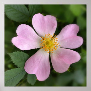 Poster petite fleur rose