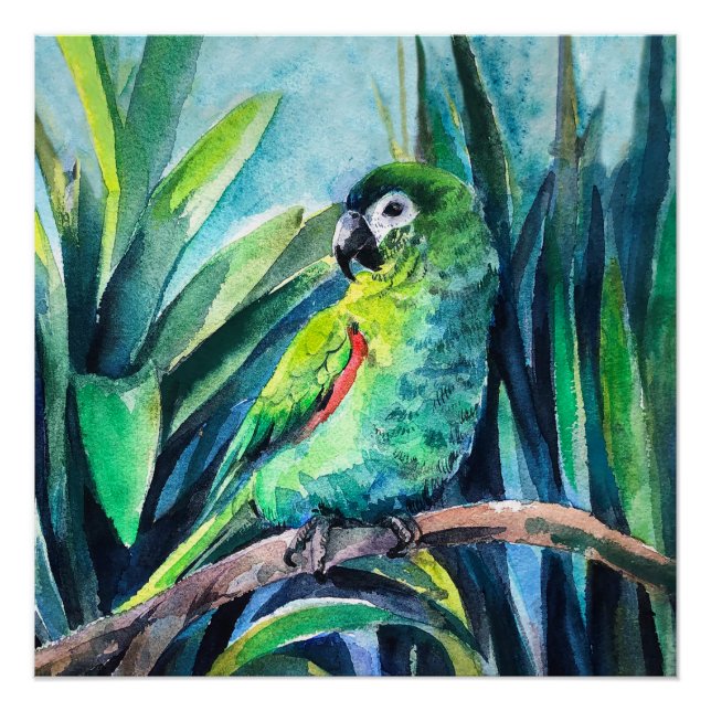 Poster Petite macaw verte (Devant)