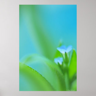 Poster Petite perfection