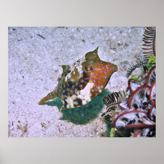 Poster Petite Poisson (Devant)