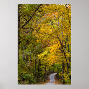 Poster Petite Route De Gravier Bordée De Couleur D'Automn