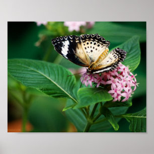 Poster Petites ailes de léopard imprimées