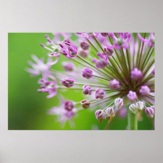 Poster Petites étoiles