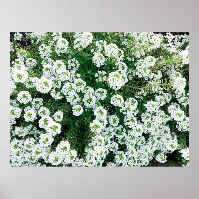 Poster Petites fleurs blanches dans l'herbe en journée à (Devant)